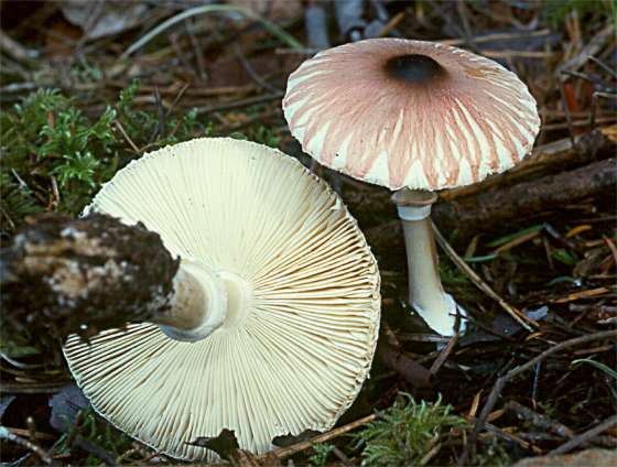 Leucoagaricus rubrotinctus